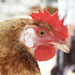 Gallina de Mallorca - Galería - Icono 01