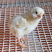 Gallina de Mallorca - Galería - Icono 06