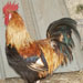 Gallina de Mallorca - Galería - Icono 04