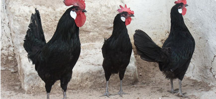 Gallina de Menorca - Caracteres generales