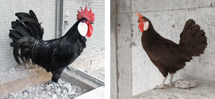 Gallina de Menorca - Características más destacadas