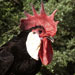 Gallina de Menorca - Galería - Icono 02