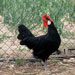 Gallina de Menorca - Galería - Icono 03