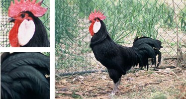 Gallina de Menorca - Galería - Imagen 01
