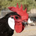Gallina de Menorca - Galería - Icono 06