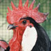 Gallina de Menorca - Galería - Icono 04