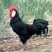 Gallina de Menorca - Galería - Icono 01
