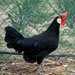 Gallina de Menorca - Galería - Icono 05