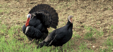 Pavo mallorquín - Caracteres generales