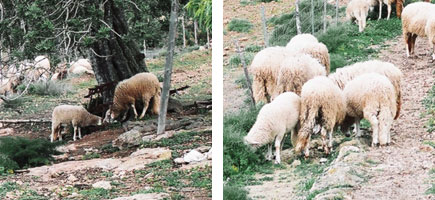 Oveja ibicenca - Orígenes