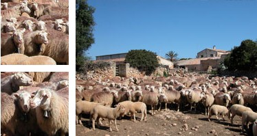Oveja mallorquina - Galería - Imagen 01