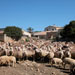 Oveja mallorquina - Galería - Icono 01