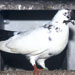 Palomo Borino - Galería - Icono 05