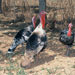Pavo de Menorca - Galería - Icono 01