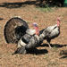 Pavo de Menorca - Galería - Icono 05