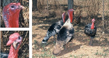 Pavo de Menorca de Menorca - Galería - Imagen 01