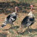 Pavo de Menorca - Galería - Icono 03