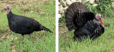 Pavo mallorquín - Características más destacadas