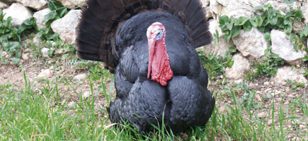 Pavo mallorquín - Dades generals