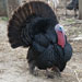 Pavo mallorquín - Galería - Icono 04