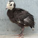 Pavo mallorquín - Galería - Icono 02