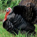 Pavo mallorquín - Galería - Icono 01