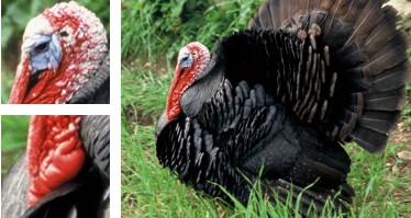 Pavo mallorquín - Galería - Imagen 01