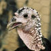 Pavo mallorquín - Galería - Icono 03