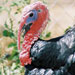 Pavo mallorquín - Galería - Icono 05