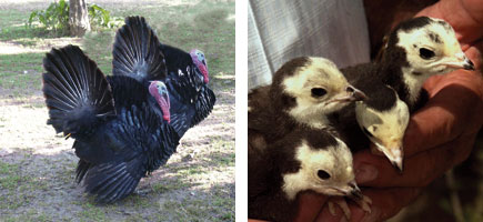 Pavo mallorquín - Orígenes