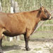 Vaca mallorquina - Galeria - Icono 02