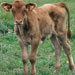 Vaca menorquina - Galería - Icono 01