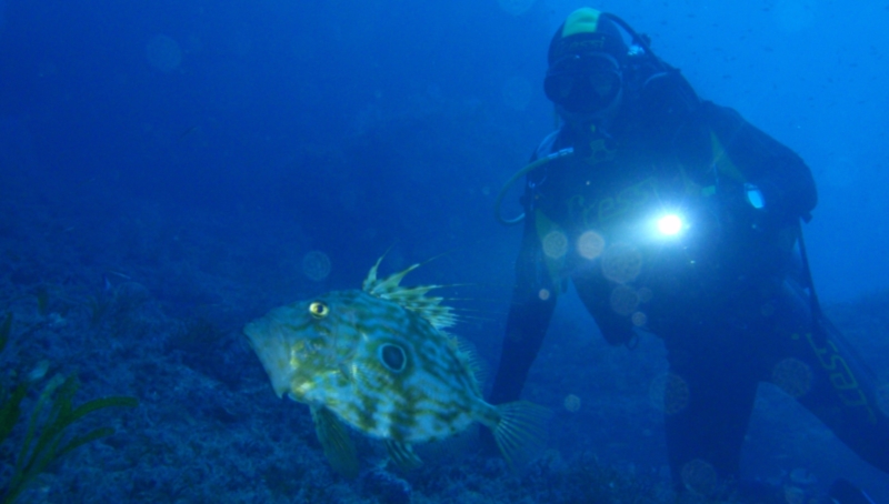 Autorització individual