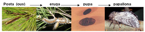 Processionària del pi - Cicle de la processionària.