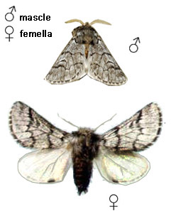 Processionària del pi - Identificació del mascle i la femella adults de l'espècie.