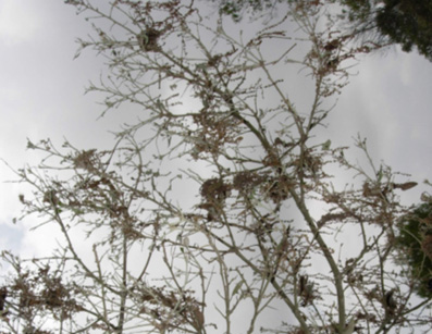 Eruga peluda de l'alzina - Branques d'alzina defoliades.