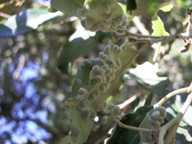 Altres plagues forestals - Fulles clarament afectades.