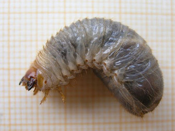 Becut vermell de les palmeres - Larva de la Cuca Blanca o Cuca de Femer.