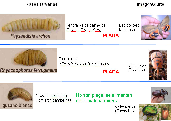Becut vermell de les palmeres - Comparació de les larves que viuen a les palmàcies.