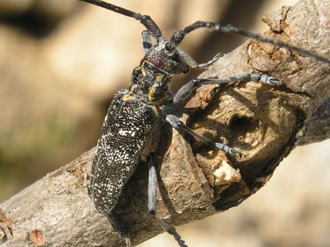 Altres plagues forestals - Adult de (Monochamus galloprovincialis).