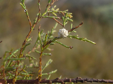 Altres plagues forestals - Postes de Coniatus.