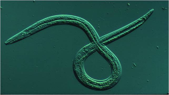 nematode