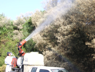 Eruga peluda de l'alzina - Tractament directe amb canó nebulitzador.