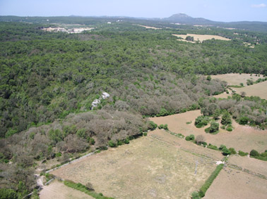 Eruga peluda de l'alzina - Alzinar afectat a Menorca.