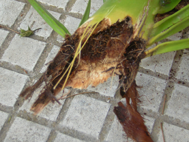 Becut vermell de les palmeres - Fulla de palmera amb la base mossegada.