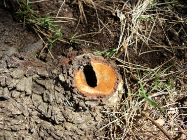 Banyarriquer de l'alzina - Galeria realitzada per la larva.