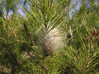 Procesionaria del pino - Bolsa en una rama de un pino.