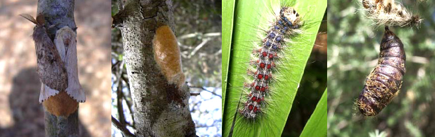 Oruga peluda de la encina - Ciclo completo: mariposas adultas / plastón / oruga / pupa.