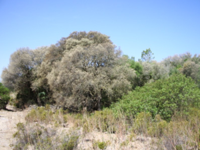 Oruga peluda de la encina - Encina desfoliada.