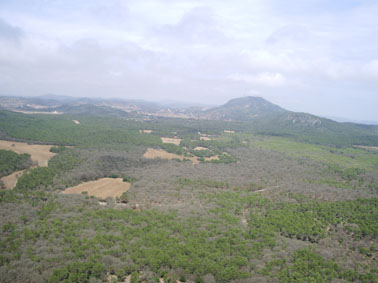 Oruga peluda de la encina - Zona gravemente afectada en Menorca.